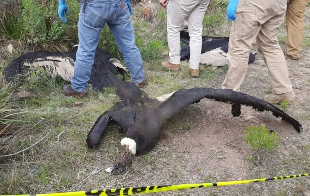 IMG-20251009-WA0026(1)