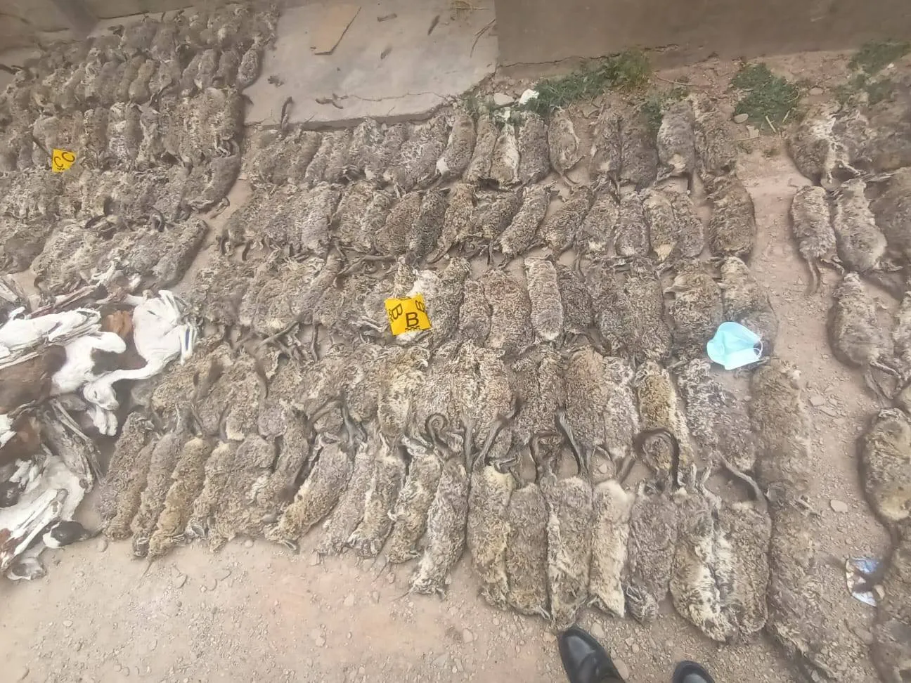 vizcachas_oruro